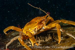 Northern kelp crab crawls amidst kelp blades and stipes, midway in the water column (below the surface, above the ocean bottom) in a giant kelp forest, Macrocystis pyrifera, Pugettia producta, San Nicholas Island