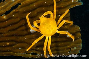 Northern kelp crab crawls amidst kelp blades and stipes, midway in the water column (below the surface, above the ocean bottom) in a giant kelp forest, Macrocystis pyrifera, Pugettia producta, San Nicholas Island