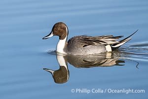 Northern pintail, male, Bosque Del Apache National Wildlife Refuge, Anas acuta, Bosque del Apache National Wildlife Refuge, Socorro, New Mexico