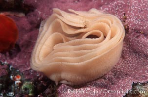 Nudibranch egg mass, Monterey, California