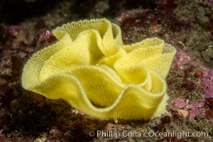 Nudibranch egg mass, likely that of Peltodoris nobilis, Peltodoris nobilis, San Diego, California