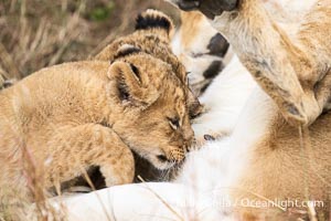 Nursing lion cubs, Mara Triangle, Kenya, Panthera leo, Mara North Conservancy