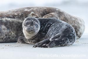 Pacific Harbor Seal Pup looks at neighboring seals between bouts of nursing on its mothers milk, Phoca vitulina richardsi, La Jolla, California