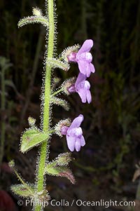 Nutalls violet snapdragon blooms in spring, Batiquitos Lagoon, Carlsbad, Antirrhinum nutallianum nutallianum