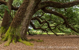 Oak Alley Plantation and its famous shaded tunnel of  300-year-old southern live oak trees (Quercus virginiana).  The plantation is now designated as a National Historic Landmark, Quercus virginiana, Vacherie, Louisiana