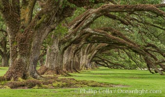 Oak Alley Plantation and its famous shaded tunnel of  300-year-old southern live oak trees (Quercus virginiana).  The plantation is now designated as a National Historic Landmark, Quercus virginiana, Vacherie, Louisiana