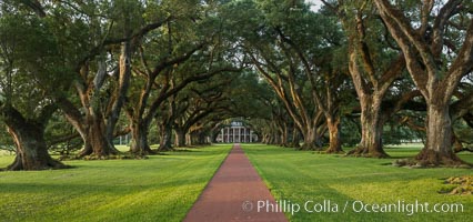 Oak Alley Plantation and its famous shaded tunnel of  300-year-old southern live oak trees (Quercus virginiana).  The plantation is now designated as a National Historic Landmark, Quercus virginiana, Vacherie, Louisiana