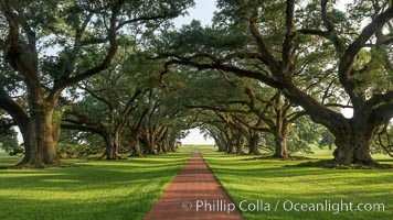 A tunnel of old southern oak trees stretches off toward the Mississippi River.  Oak Alley Plantation and its famous shaded tunnel of  300-year-old southern live oak trees (Quercus virginiana).  The plantation is now designated as a National Historic Landmark, Quercus virginiana, Vacherie, Louisiana