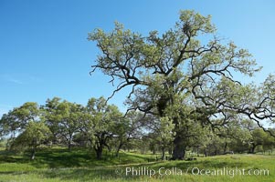 Oak trees and grass cover the countryside in green, spring, Sierra Nevada foothills, Quercus, Mariposa, California