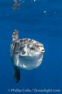 Ocean sunfish, open ocean, Mola mola, San Diego, California