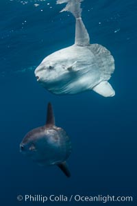 Ocean sunfish, juvenile and adult showing distinct differences in appearance, open ocean, Mola mola, San Diego, California