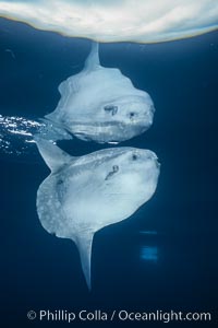 Ocean sunfish portrait, open ocean near San Diego