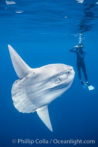 Ocean sunfish with videographer, open ocean, Mola mola, San Diego, California