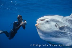 Ocean sunfish and photographer, open ocean, Mola mola, San Diego, California