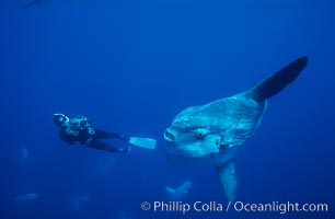 Ocean sunfish and freediving videographer open ocean, Baja California, Mola mola