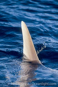 Ocean sunfish, dorsal fin at water surface, open ocean, Mola mola, San Diego, California