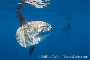 Ocean sunfish portrait underwater, Mola mola, San Diego, Mola mola