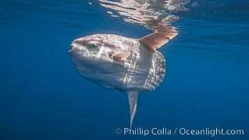 Ocean sunfish portrait underwater, Mola mola, San Diego, Mola mola