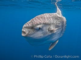 Ocean sunfish portrait underwater, Mola mola, San Diego, Mola mola