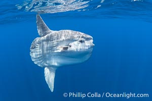 Ocean Sunfish Mola mola Swims in the Open Ocean, near San Diego, Mola mola