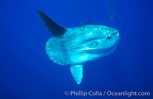 Ocean sunfish, open ocean, Mola mola, San Diego, California