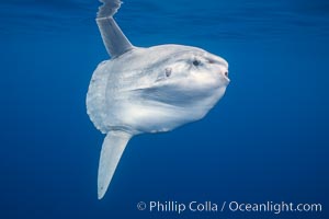 Ocean sunfish, open ocean, Mola mola, San Diego, California