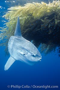 Ocean sunfish recruiting fish near drift kelp to clean parasites, open ocean, Baja California, Mola mola
