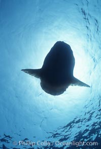 Ocean sunfish, basking at surface, viewed from underwater, open ocean, Mola mola, San Diego, California