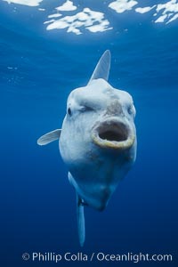 Ocean sunfish (Mola mola) with mouth wide open for slurping zooplankton, open ocean, Mola mola, San Diego, California