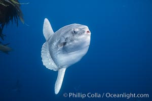 Ocean sunfish, open ocean near San Diego, Mola mola