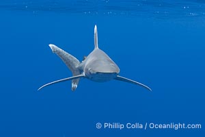 Oceanic Whitetip Shark Underwater, Moorea, French Polynesia, Carcharhinus longimanus, Carcharhinus longimanus