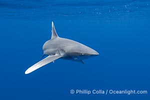 Oceanic Whitetip Shark Underwater, Moorea, French Polynesia, Carcharhinus longimanus, Carcharhinus longimanus