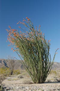 Ocotillo ablaze with springtime flowers. Ocotillo is a dramatic succulent, often confused with cactus, that is common throughout the desert regions of American southwest, Fouquieria splendens, Joshua Tree National Park, California