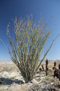 Ocotillo blooms in spring, Fouquieria splendens, Anza-Borrego Desert State Park, Borrego Springs, California