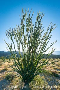 Ocotillo in Anza Borrego Desert State Park, during the 2017 Superbloom, Anza-Borrego Desert State Park, Borrego Springs, California