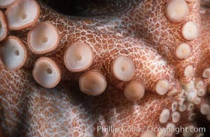 Octopus tentacle and suckers, Southern California, Octopus