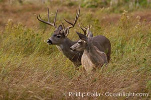 Mule deer, Yosemite Valley, Odocoileus hemionus, Yosemite National Park, California