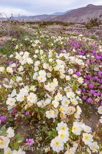 Dune primrose blooms in spring following winter rains.  Dune primrose is a common ephemeral wildflower on the Colorado Desert, growing on dunes.  Its blooms open in the evening and last through midmorning.  Anza Borrego Desert State Park, Oenothera deltoides, Anza-Borrego Desert State Park, Borrego Springs, California