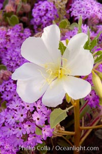 Dune primrose blooms in spring following winter rains.  Dune primrose is a common ephemeral wildflower on the Colorado Desert, growing on dunes.  Its blooms open in the evening and last through midmorning.  Anza Borrego Desert State Park, Oenothera deltoides, Anza-Borrego Desert State Park, Borrego Springs, California