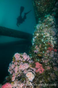 Oil Rig Eureka, Underwater Structure and invertebrate Life, Corynactis californica, Long Beach, California