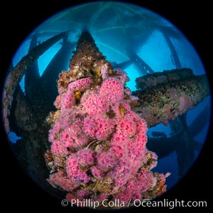 Oil Rig Eureka, Underwater Structure and invertebrate Life, Corynactis californica, Long Beach, California