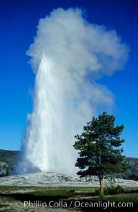 Old Faithful geyser, peak eruption, Upper Geyser Basin, Yellowstone National Park, Wyoming