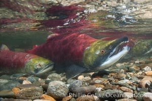 Sockeye salmon, swimming upstream in the shallow waters of the Adams River.  When they reach the place where they hatched from eggs four years earlier, they will spawn and die, Oncorhynchus nerka, Roderick Haig-Brown Provincial Park, British Columbia, Canada