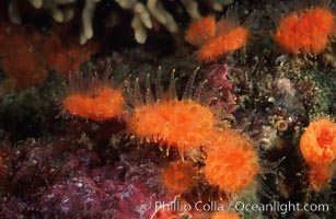 Orange cup coral, Balanophyllia elegans, Monterey, California
