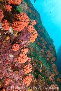 Orange cup coral, retracted during daylight, Sea of Cortez, Tubastrea coccinea, Isla Las Animas, Baja California, Mexico
