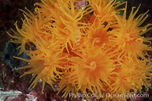 Orange cup coral, Tubastrea coccinea, Isla Champion
