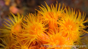 Orange Cup Coral, Tubastrea coccinea, Sea of Cortez, Mexico, Tubastrea coccinea, Isla Espiritu Santo, Baja California