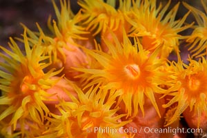 Orange Cup Coral, Tubastrea coccinea, Sea of Cortez, Mexico, Tubastrea coccinea, Isla Espiritu Santo, Baja California