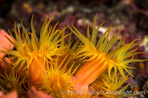 Orange Cup Coral, Tubastrea coccinea, Sea of Cortez, Mexico, Tubastrea coccinea, Isla Espiritu Santo, Baja California