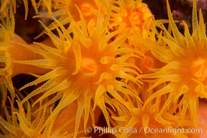 Orange Cup Coral, Tubastrea coccinea, Sea of Cortez, Mexico, Tubastrea coccinea, Isla Espiritu Santo, Baja California